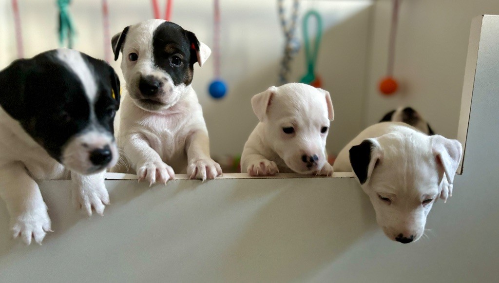 chiot Jack Russell Terrier du Jardin des Zouilles du Fresne