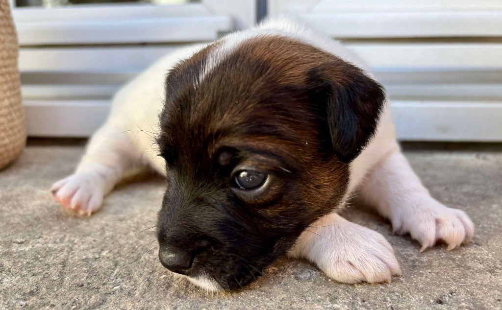 du Jardin des Zouilles du Fresne - Chiots disponibles - Jack Russell Terrier