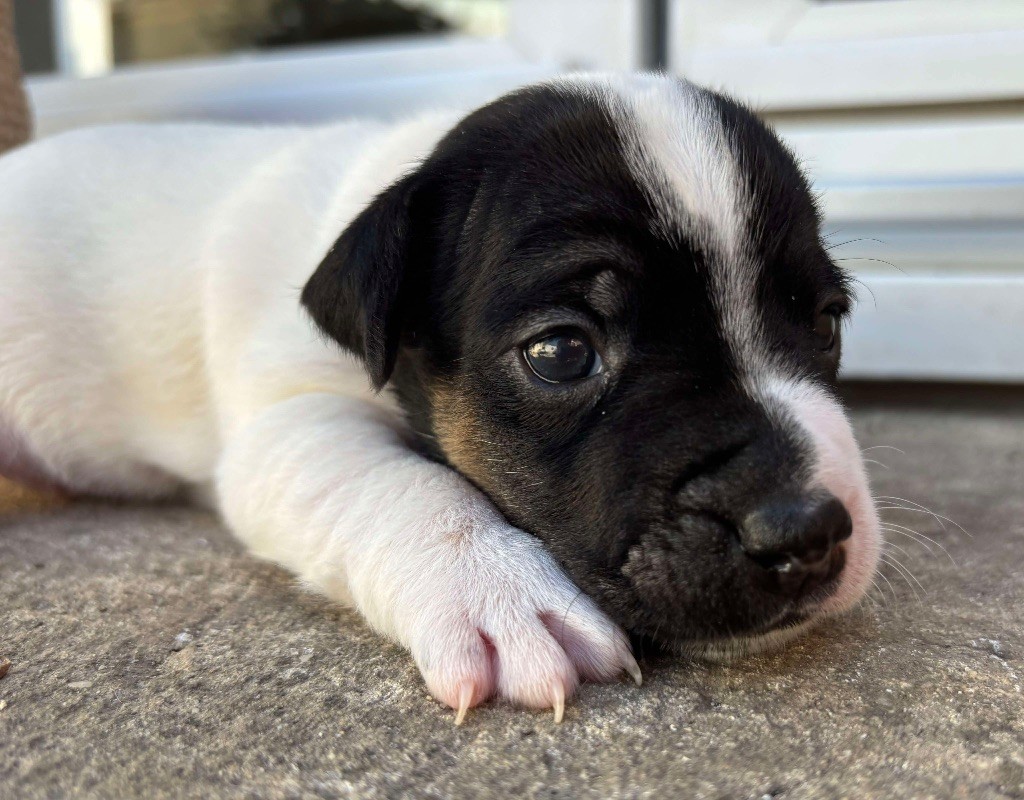 du Jardin des Zouilles du Fresne - Chiots disponibles - Jack Russell Terrier