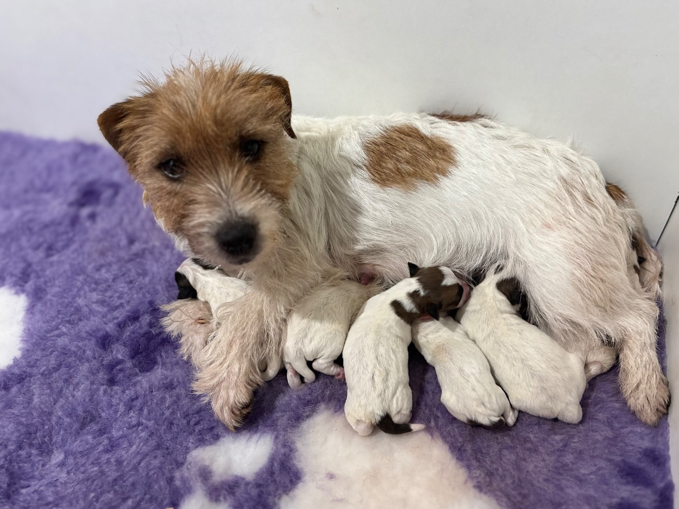 Chiot Jack Russell Terrier du Jardin des Zouilles du Fresne