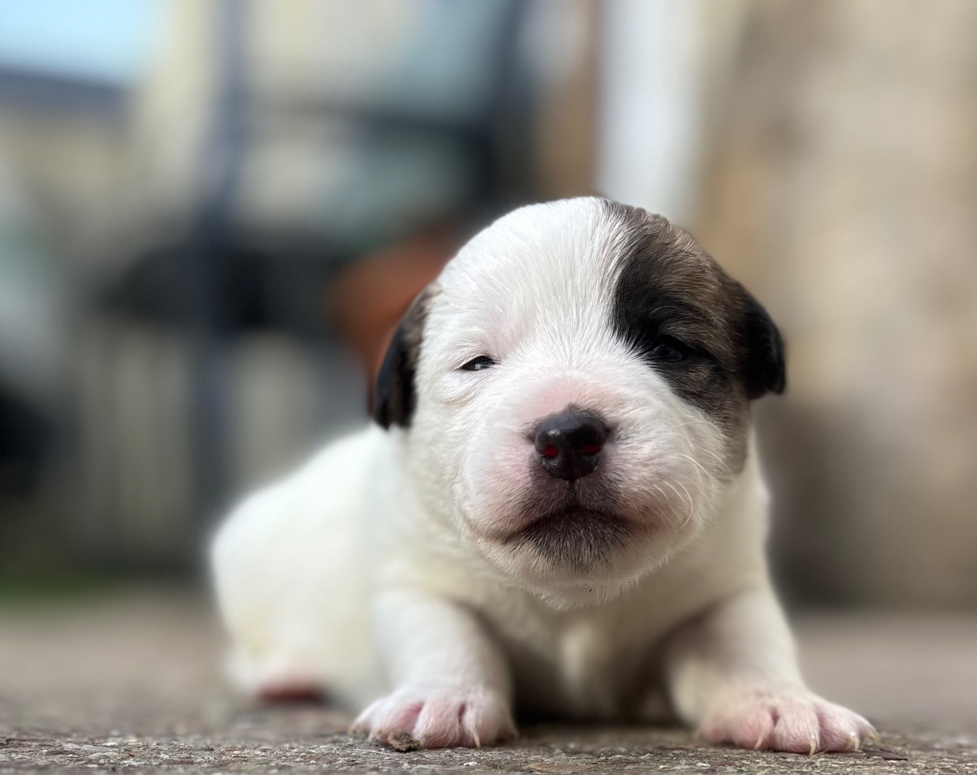 du Jardin des Zouilles du Fresne - Chiots disponibles - Jack Russell Terrier