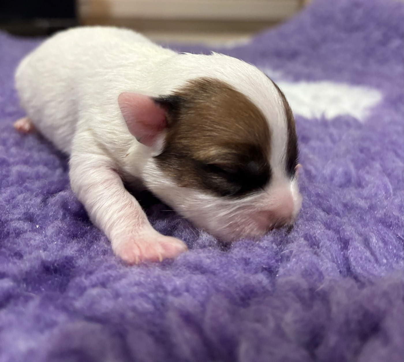 du Jardin des Zouilles du Fresne - Chiots disponibles - Jack Russell Terrier