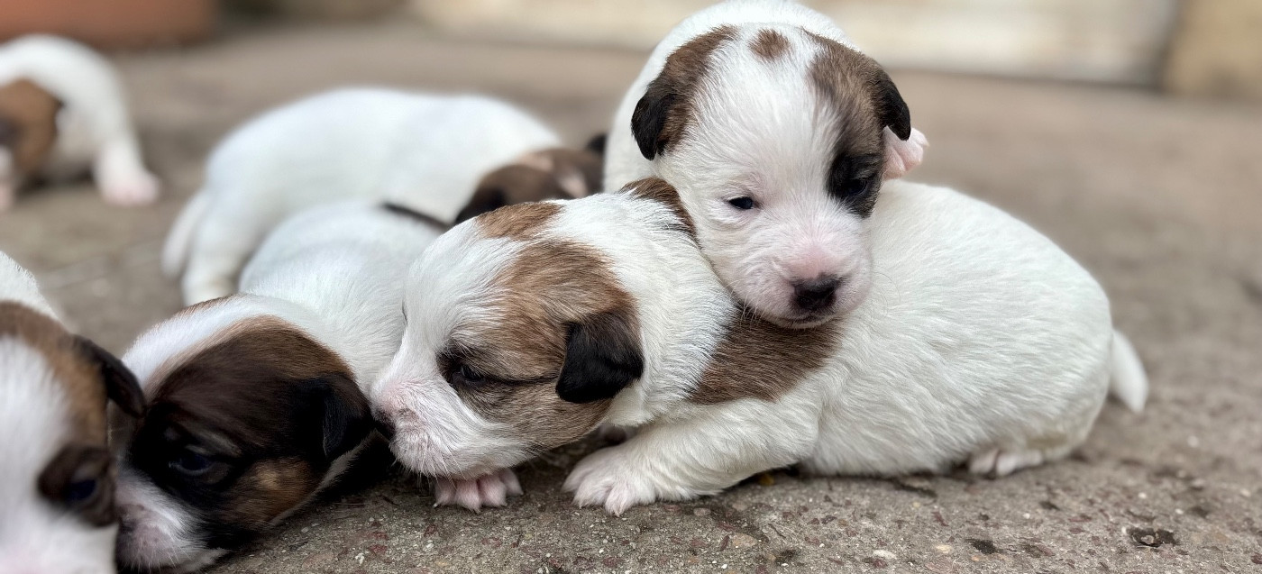 du Jardin des Zouilles du Fresne - Chiots disponibles - Jack Russell Terrier