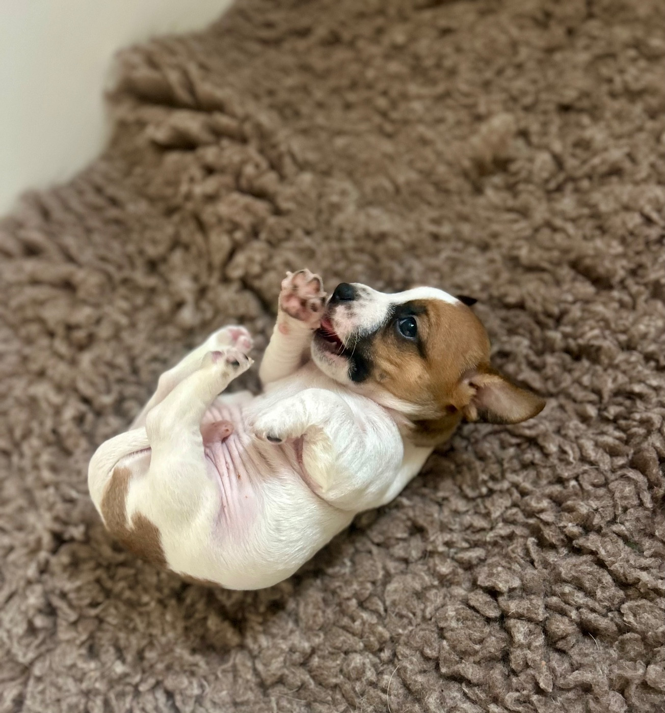 du Jardin des Zouilles du Fresne - Chiots disponibles - Jack Russell Terrier