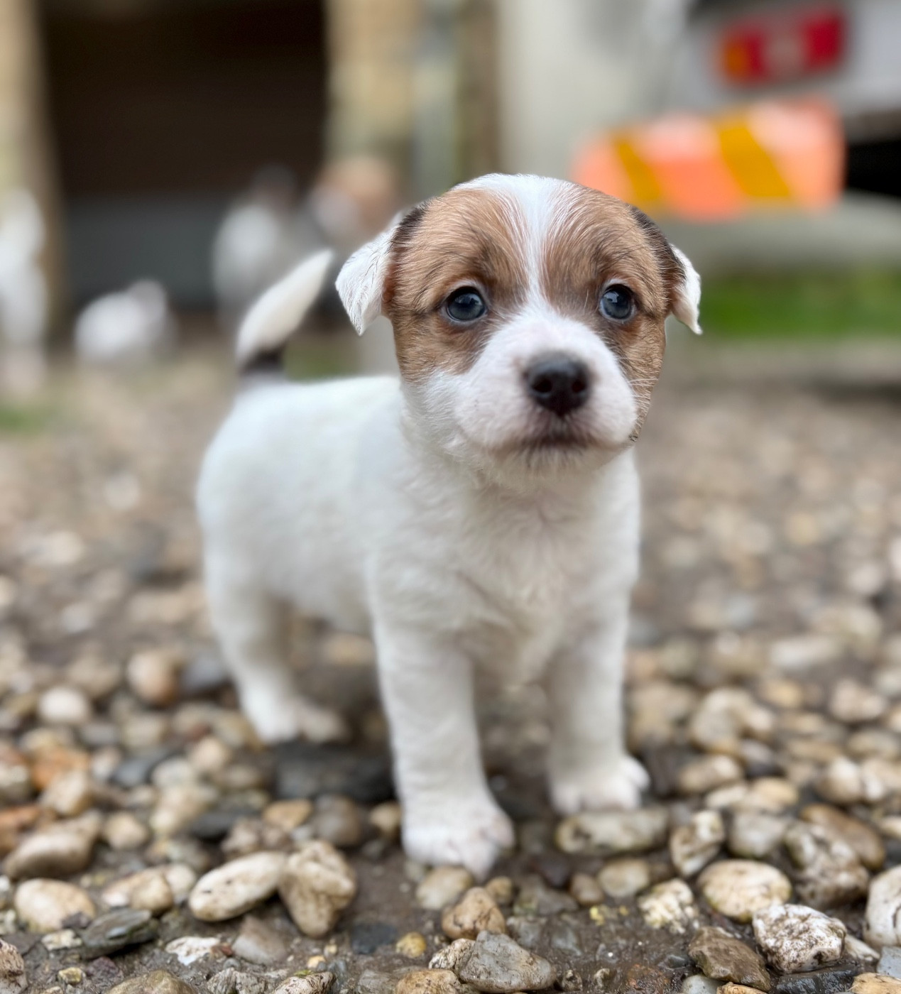 du Jardin des Zouilles du Fresne - Chiots disponibles - Jack Russell Terrier