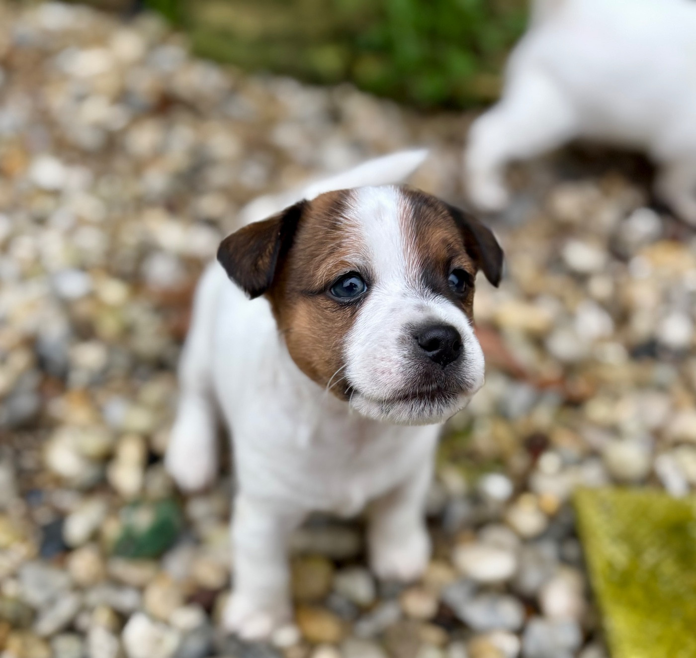 du Jardin des Zouilles du Fresne - Chiots disponibles - Jack Russell Terrier