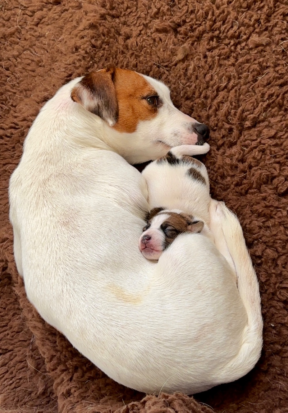 du Jardin des Zouilles du Fresne - Jack Russell Terrier - Portée née le 29/12/2025