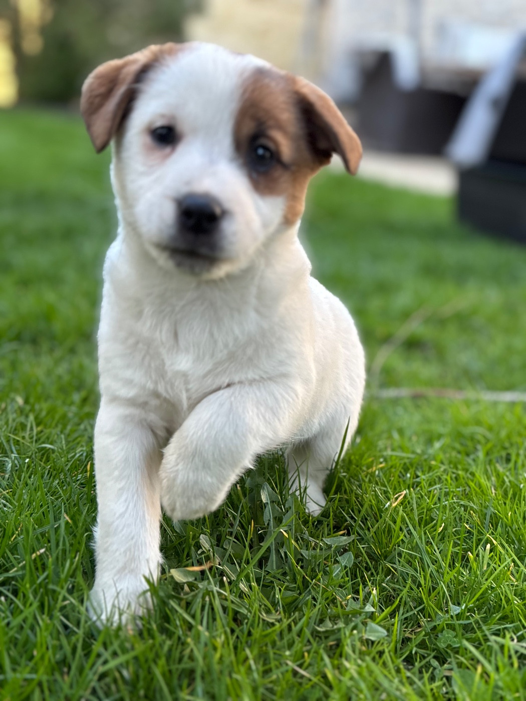 du Jardin des Zouilles du Fresne - Chiots disponibles - Jack Russell Terrier