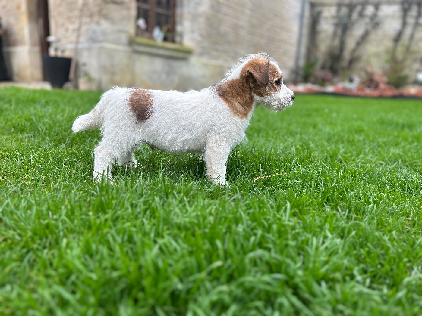 du Jardin des Zouilles du Fresne - Chiots disponibles - Jack Russell Terrier