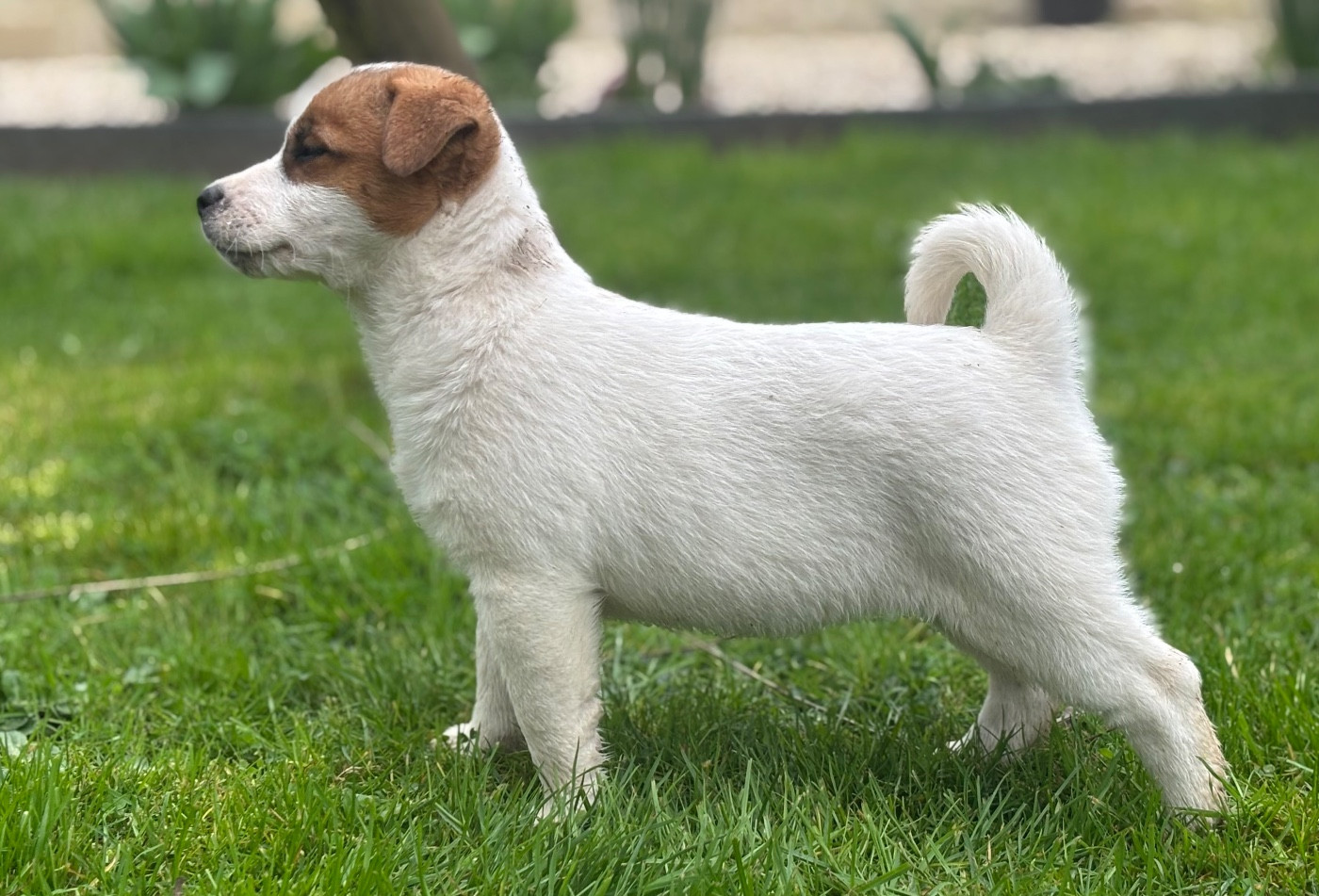 du Jardin des Zouilles du Fresne - Chiots disponibles - Jack Russell Terrier