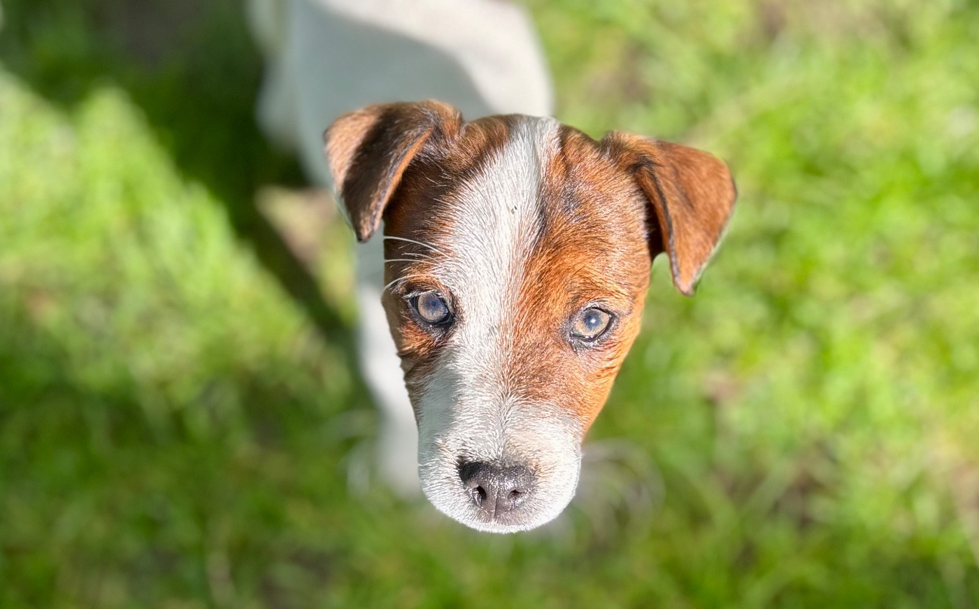 du Jardin des Zouilles du Fresne - Chiots disponibles - Jack Russell Terrier