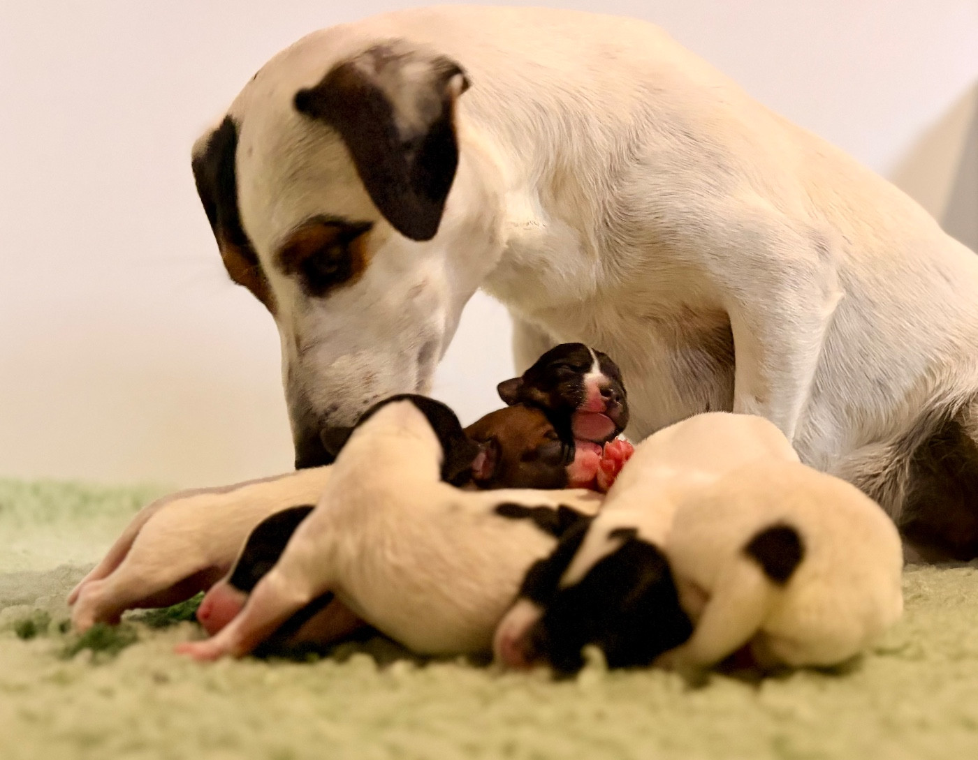 Chiot Jack Russell Terrier du Jardin des Zouilles du Fresne