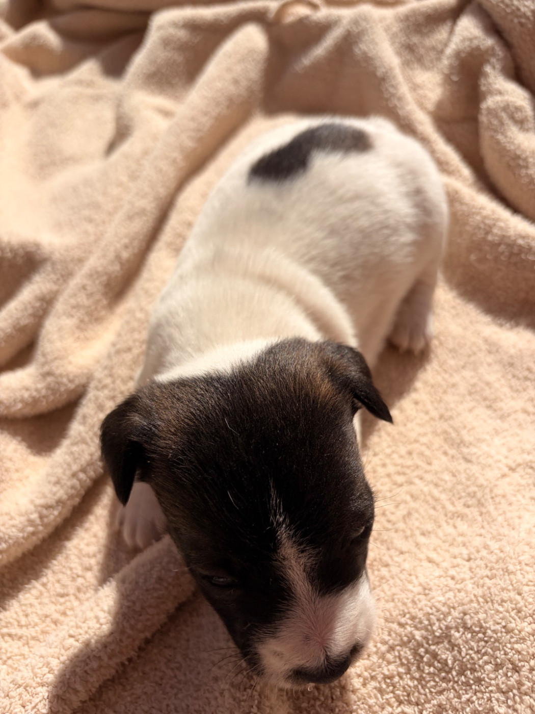 du Jardin des Zouilles du Fresne - Chiots disponibles - Jack Russell Terrier