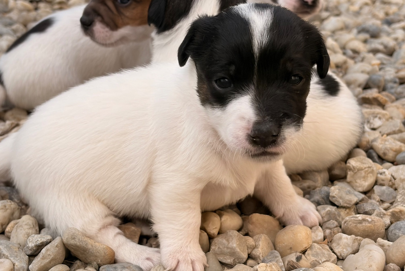 du Jardin des Zouilles du Fresne - Chiots disponibles - Jack Russell Terrier