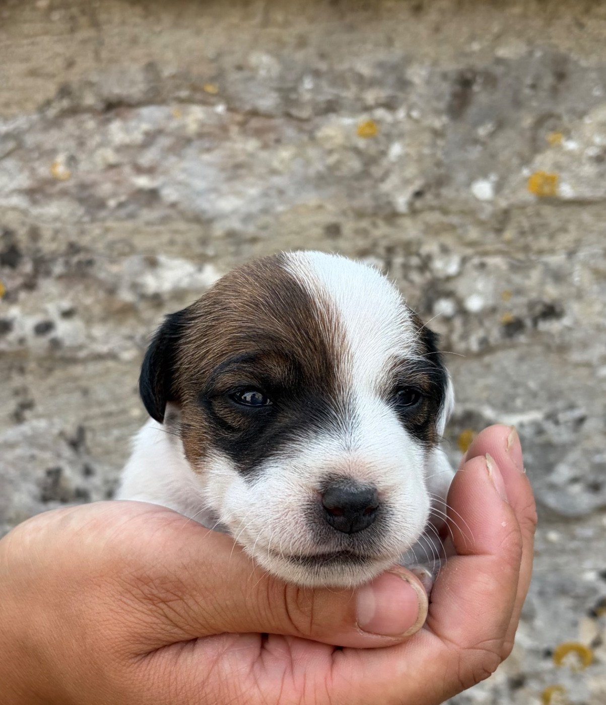 du Jardin des Zouilles du Fresne - Chiots disponibles - Jack Russell Terrier