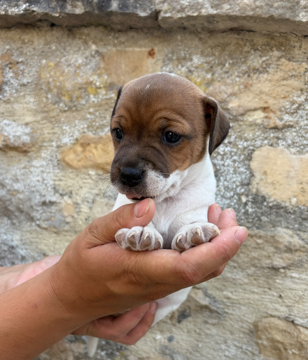 du Jardin des Zouilles du Fresne - Chiots disponibles - Jack Russell Terrier