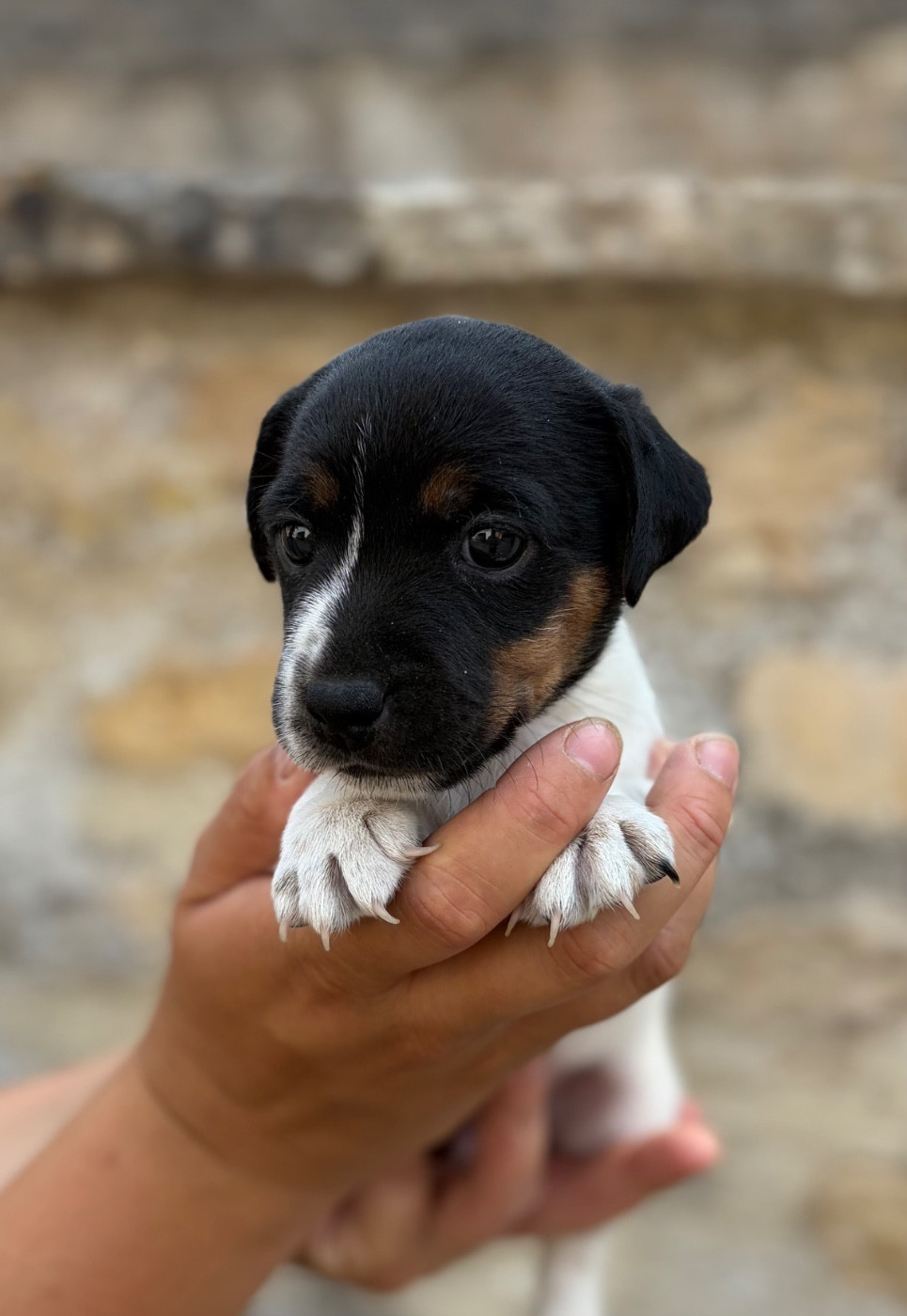 du Jardin des Zouilles du Fresne - Chiots disponibles - Jack Russell Terrier