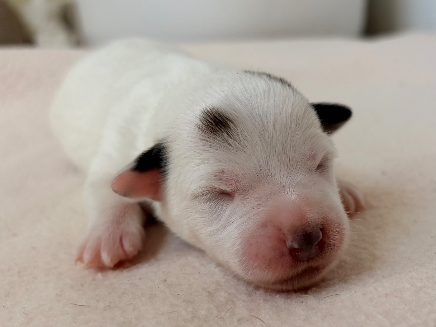 du Jardin des Zouilles du Fresne - Chiots disponibles - Jack Russell Terrier