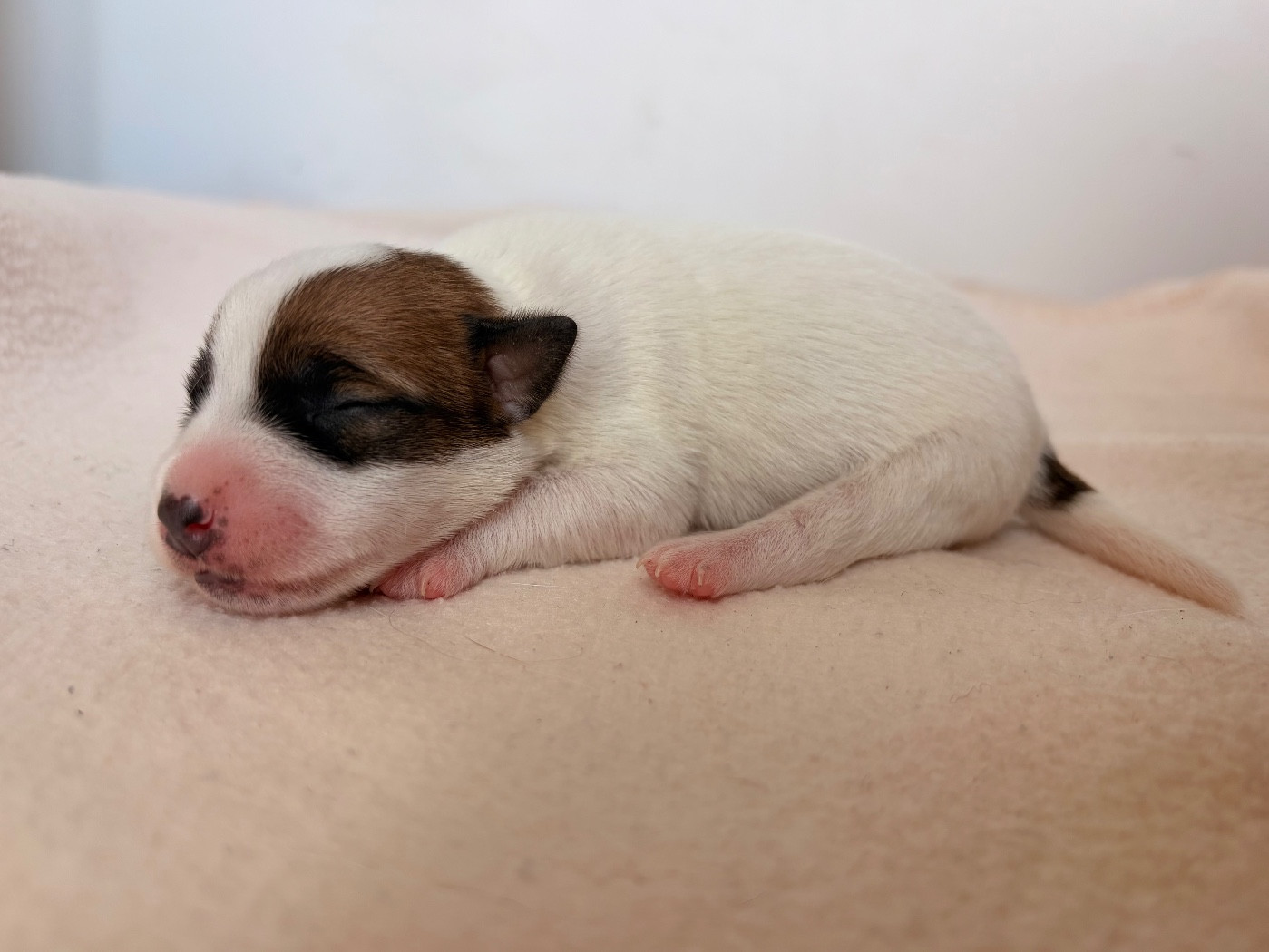 du Jardin des Zouilles du Fresne - Chiots disponibles - Jack Russell Terrier