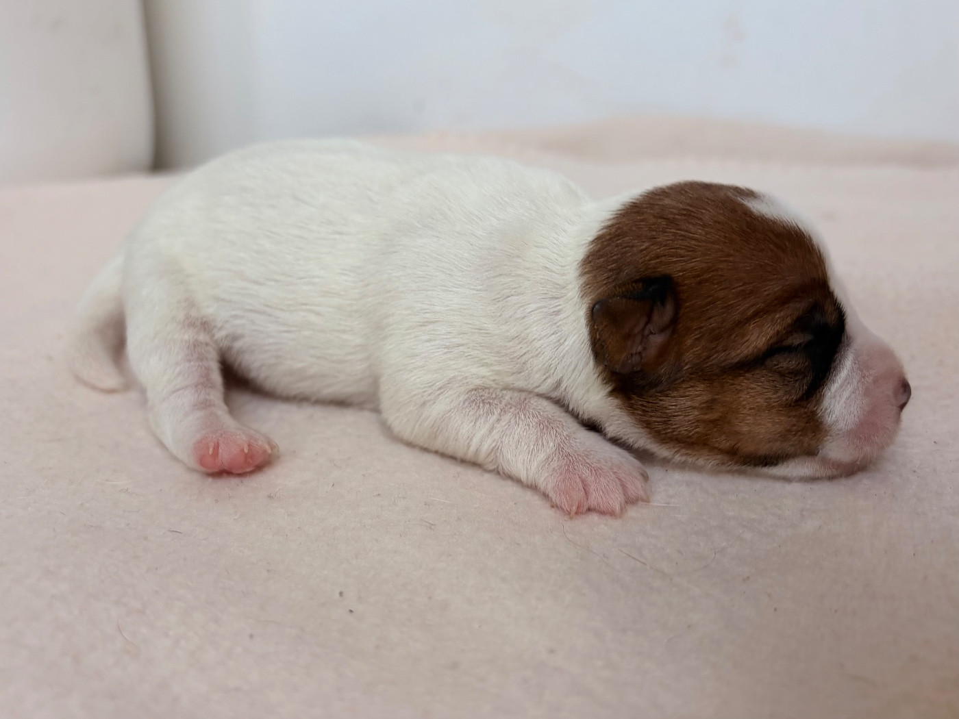 du Jardin des Zouilles du Fresne - Chiots disponibles - Jack Russell Terrier