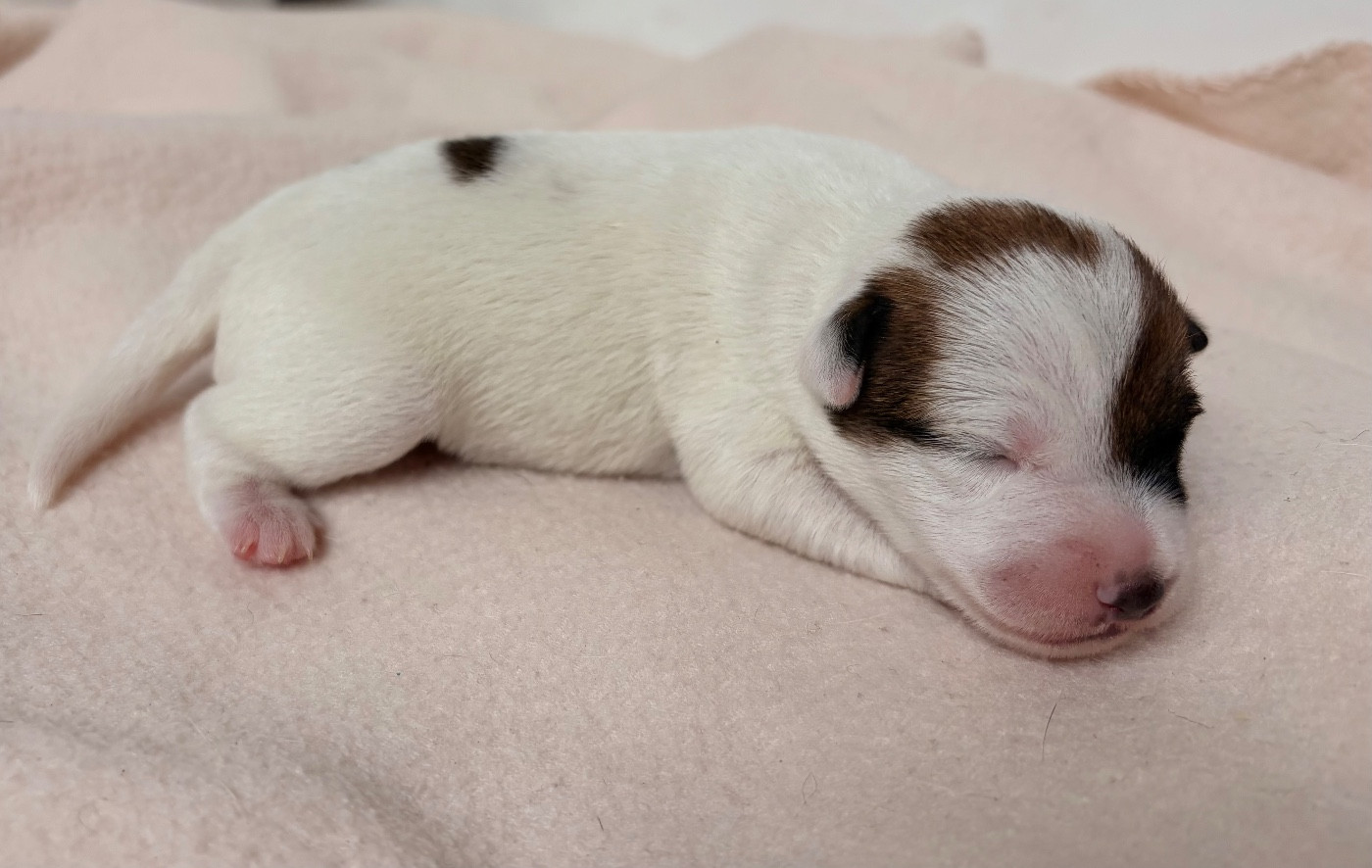 du Jardin des Zouilles du Fresne - Chiots disponibles - Jack Russell Terrier