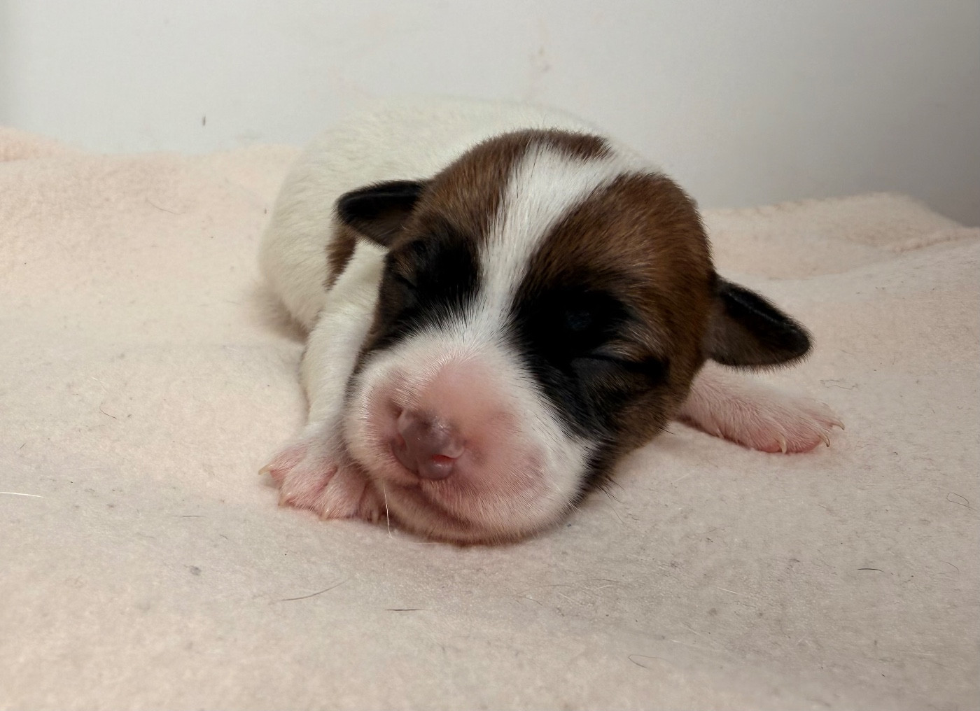 du Jardin des Zouilles du Fresne - Chiots disponibles - Jack Russell Terrier