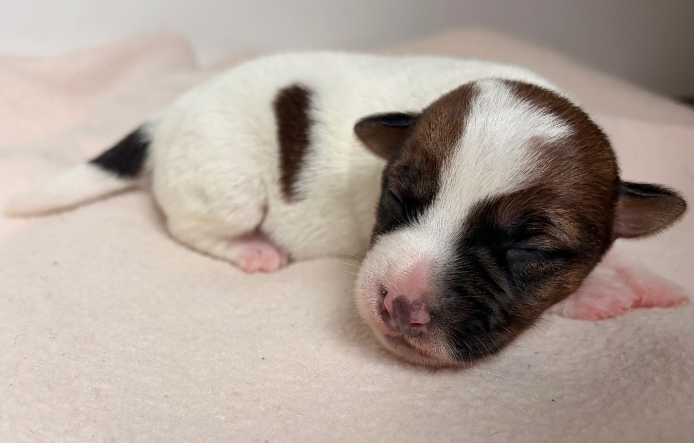 du Jardin des Zouilles du Fresne - Chiots disponibles - Jack Russell Terrier