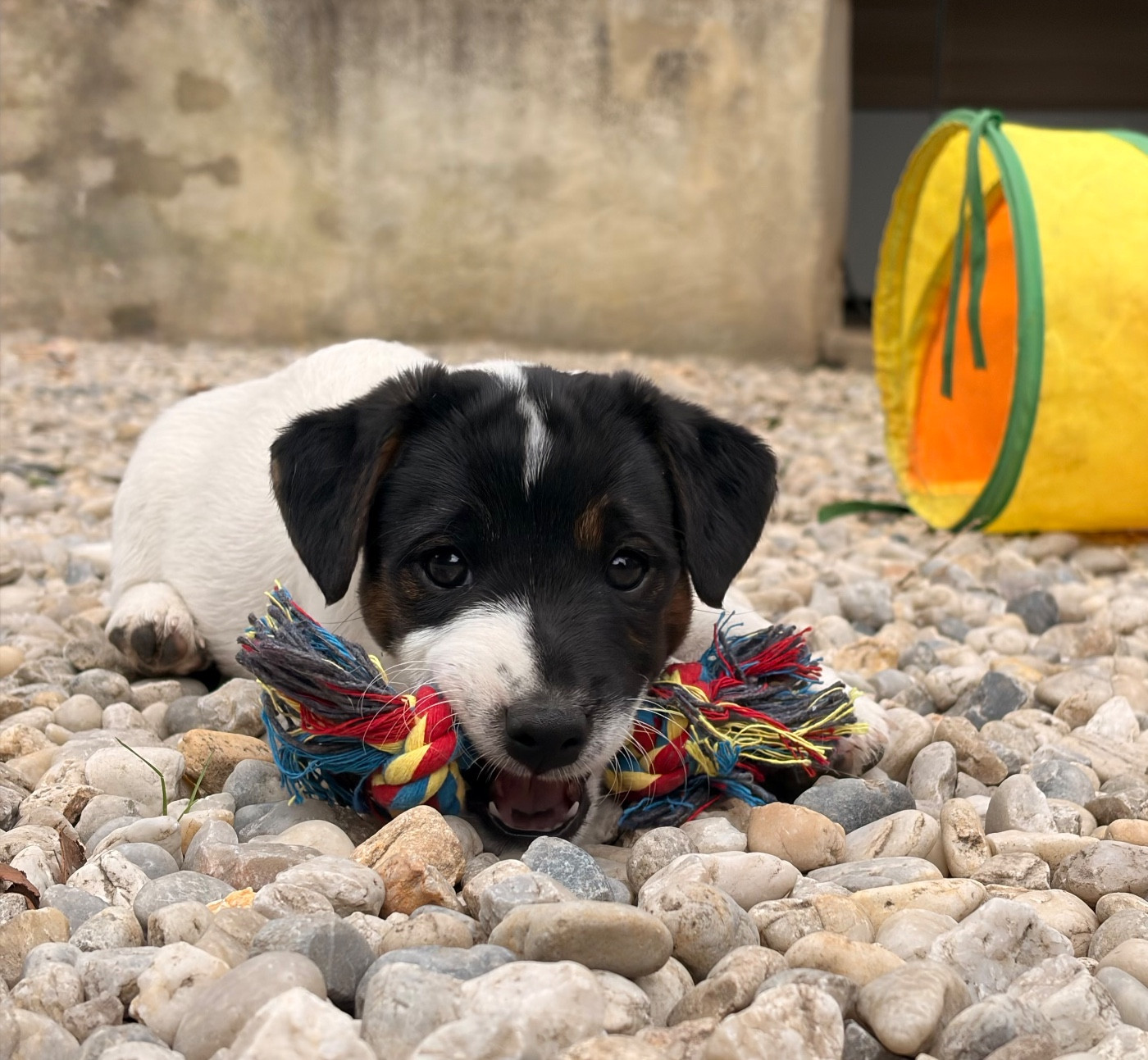 du Jardin des Zouilles du Fresne - Chiots disponibles - Jack Russell Terrier