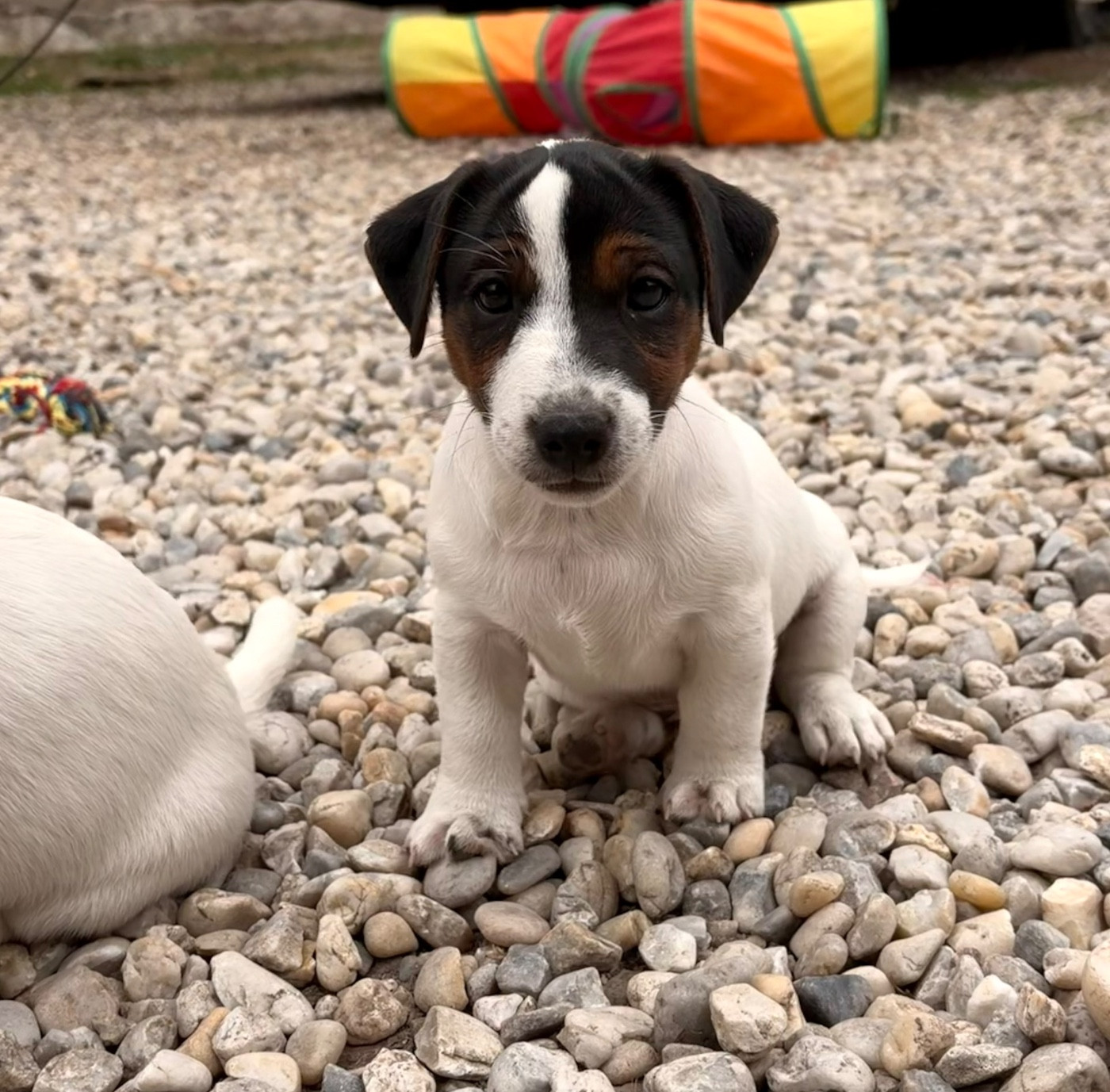 du Jardin des Zouilles du Fresne - Chiots disponibles - Jack Russell Terrier