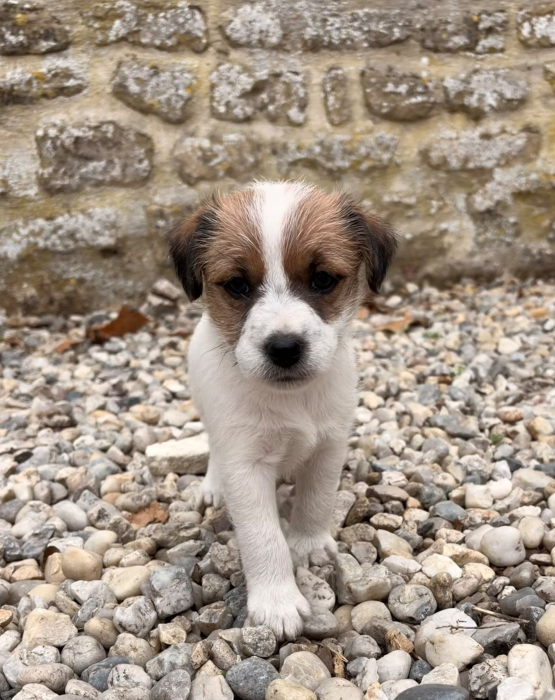 du Jardin des Zouilles du Fresne - Chiots disponibles - Jack Russell Terrier
