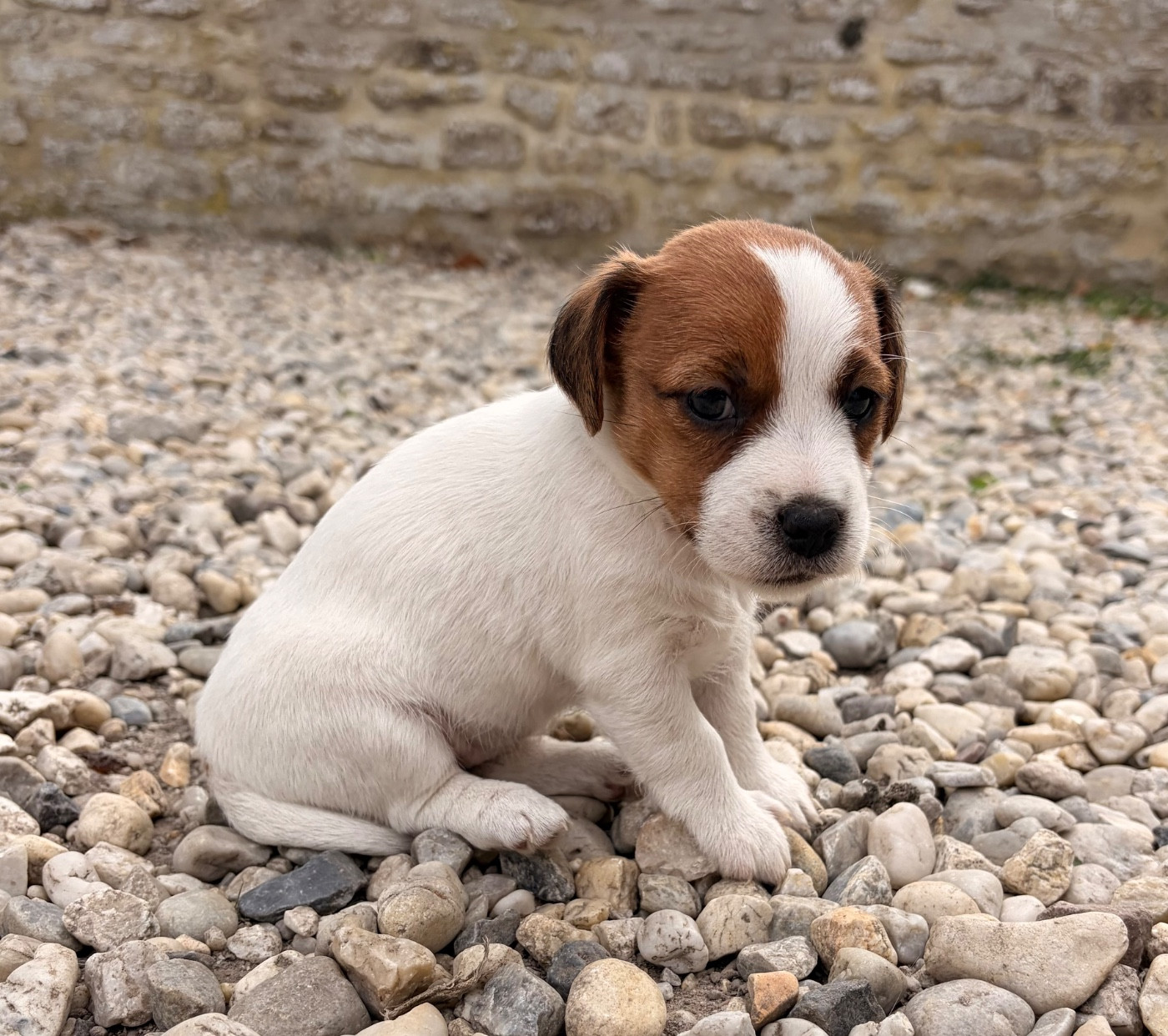 du Jardin des Zouilles du Fresne - Chiots disponibles - Jack Russell Terrier