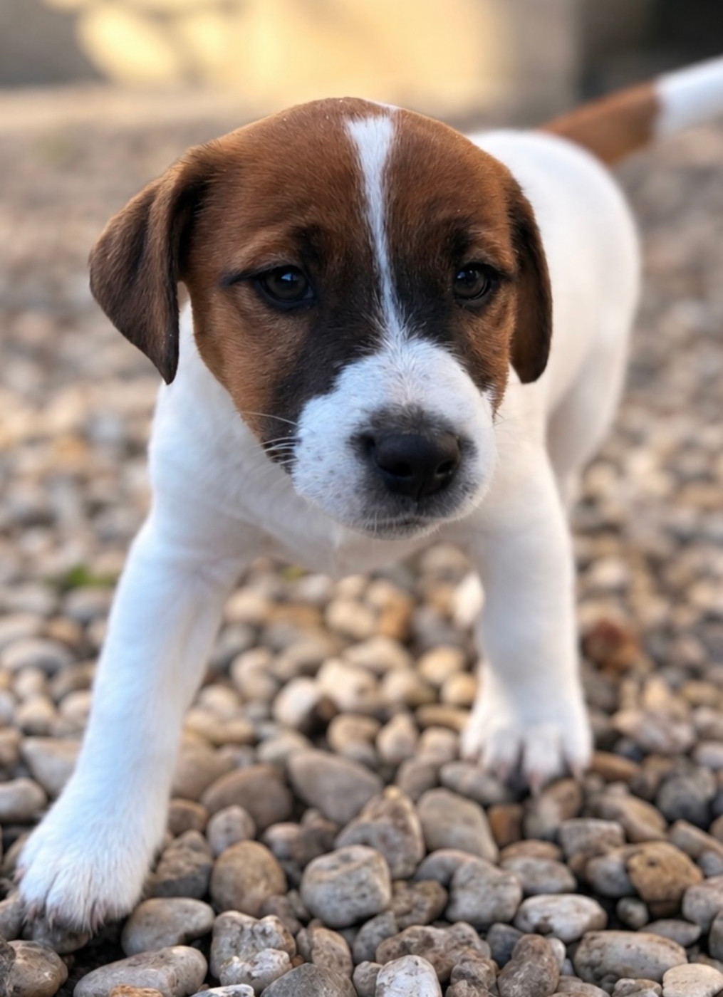 du Jardin des Zouilles du Fresne - Chiots disponibles - Jack Russell Terrier
