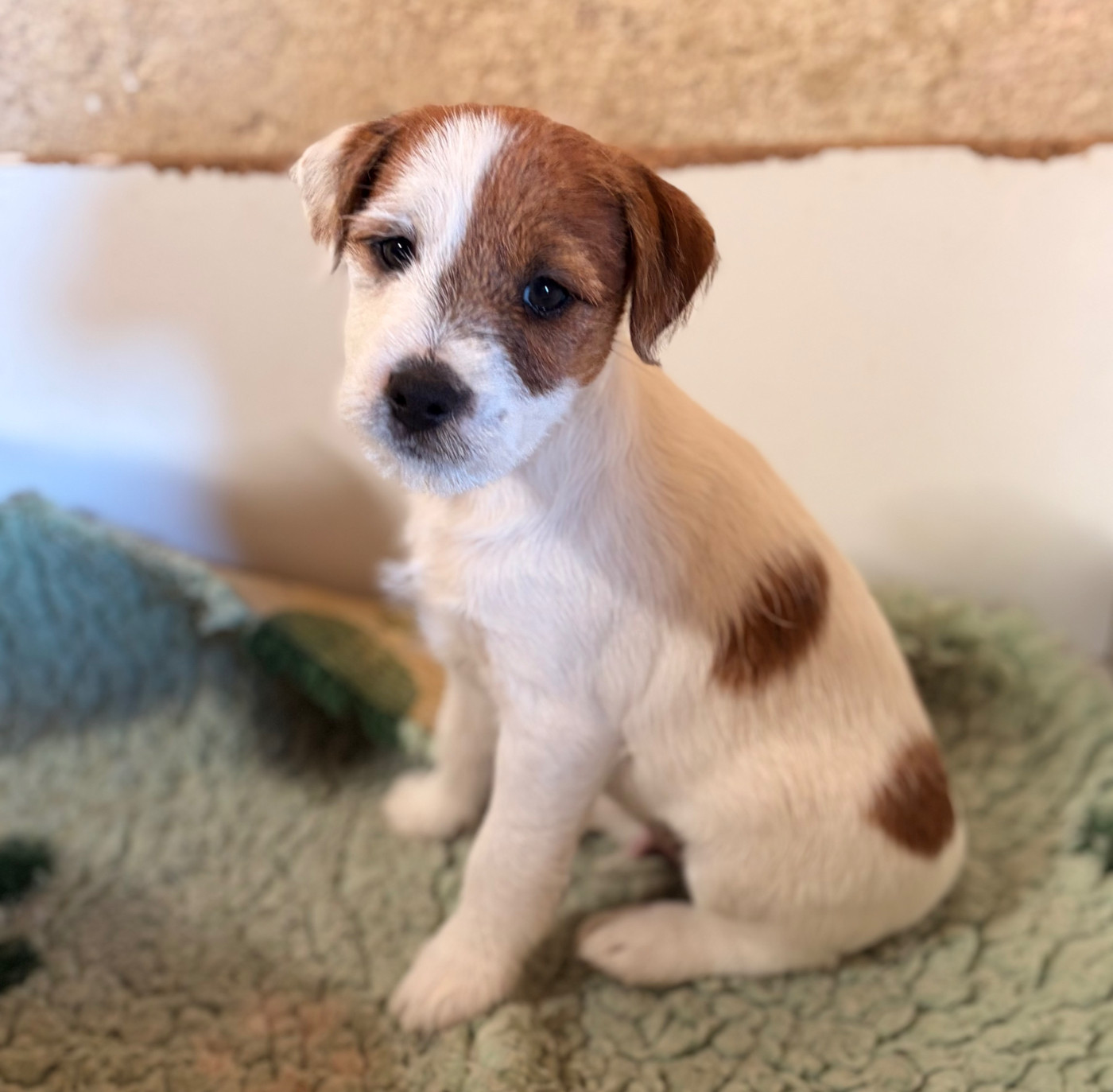 du Jardin des Zouilles du Fresne - Chiots disponibles - Jack Russell Terrier