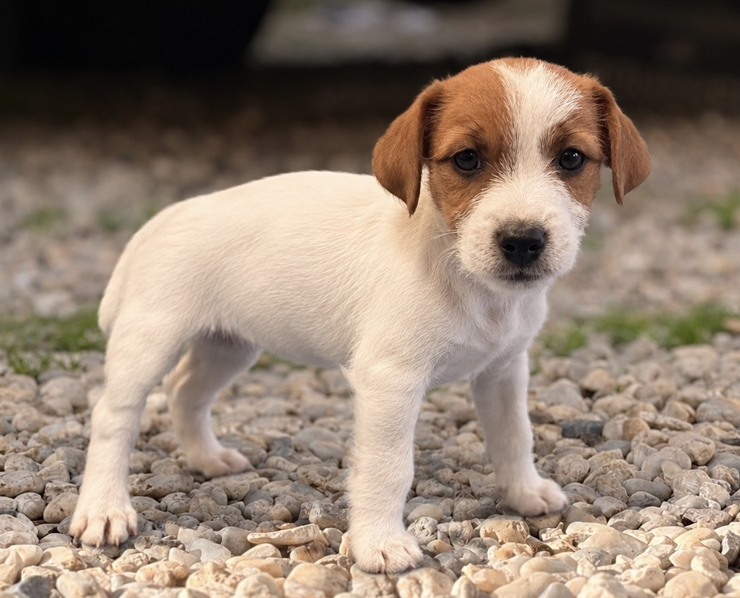 du Jardin des Zouilles du Fresne - Chiots disponibles - Jack Russell Terrier