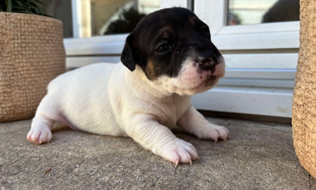 du Jardin des Zouilles du Fresne - Chiots disponibles - Jack Russell Terrier
