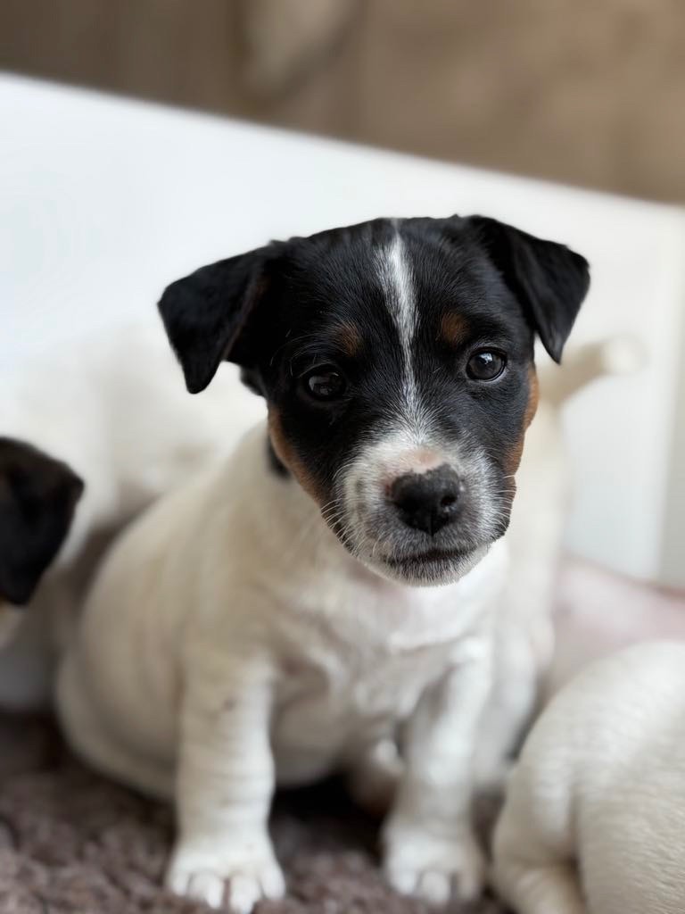 du Jardin des Zouilles du Fresne - Chiots disponibles - Jack Russell Terrier