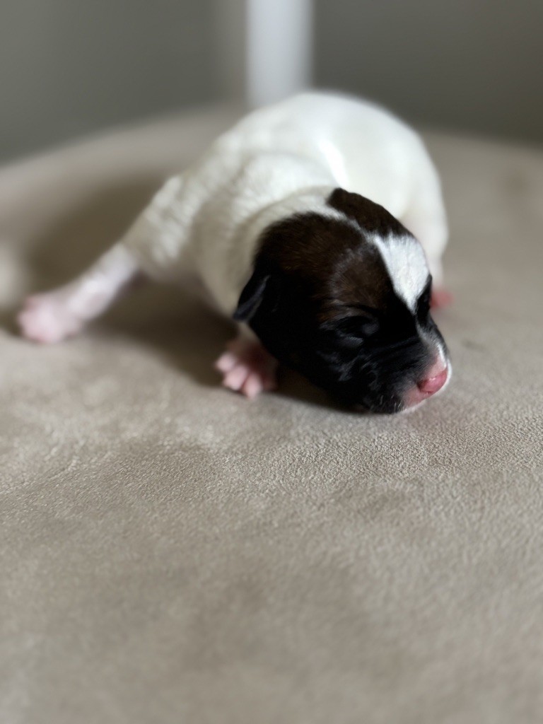 du Jardin des Zouilles du Fresne - Chiots disponibles - Jack Russell Terrier