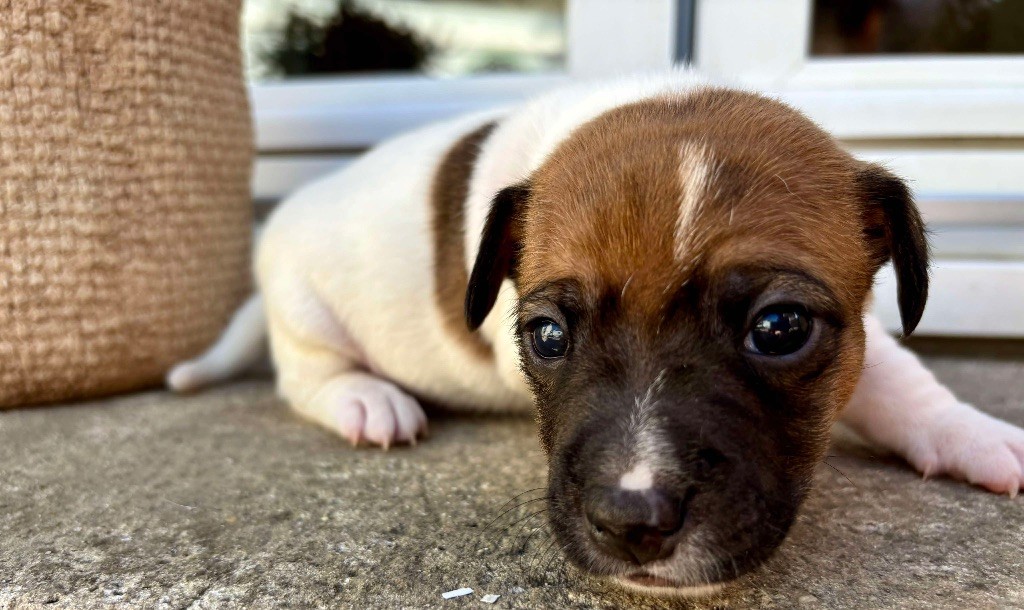 du Jardin des Zouilles du Fresne - Chiots disponibles - Jack Russell Terrier