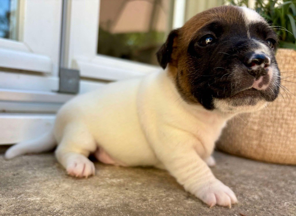 du Jardin des Zouilles du Fresne - Chiots disponibles - Jack Russell Terrier