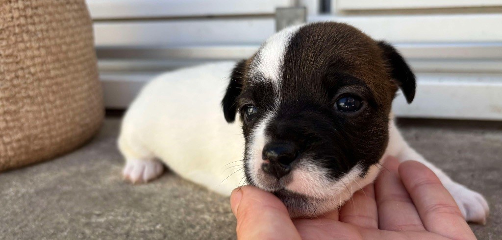 du Jardin des Zouilles du Fresne - Chiots disponibles - Jack Russell Terrier