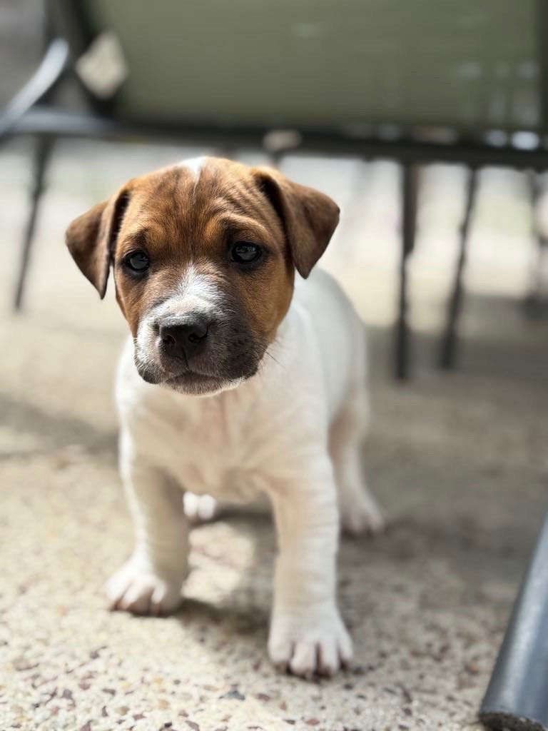 du Jardin des Zouilles du Fresne - Chiots disponibles - Jack Russell Terrier