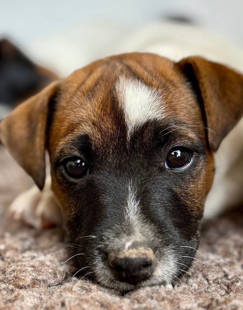du Jardin des Zouilles du Fresne - Chiots disponibles - Jack Russell Terrier