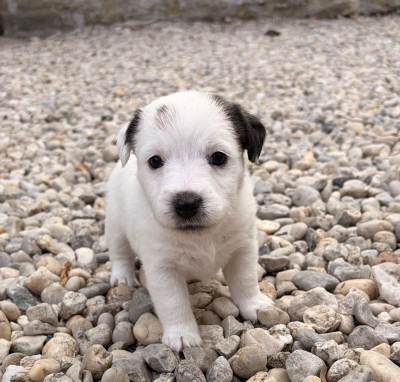 Chiot N°5