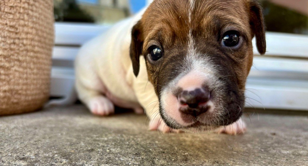 du Jardin des Zouilles du Fresne - Chiots disponibles - Jack Russell Terrier