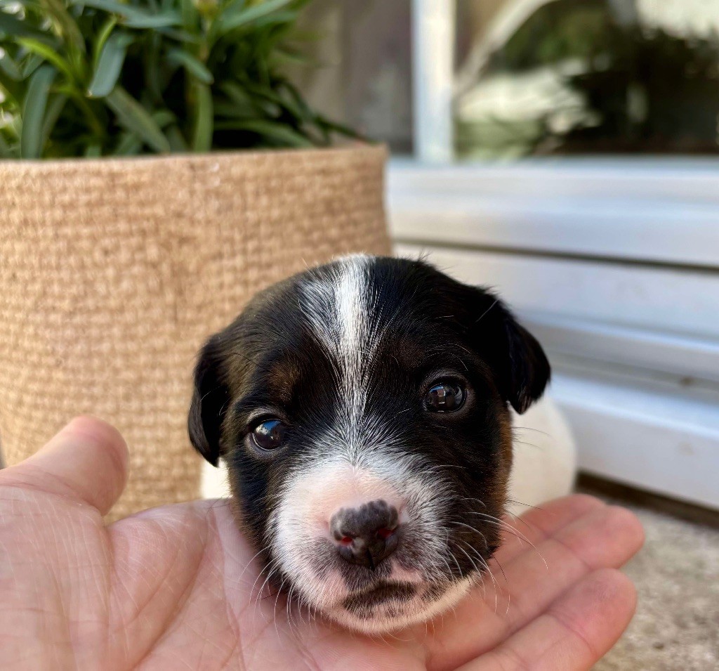 du Jardin des Zouilles du Fresne - Chiots disponibles - Jack Russell Terrier
