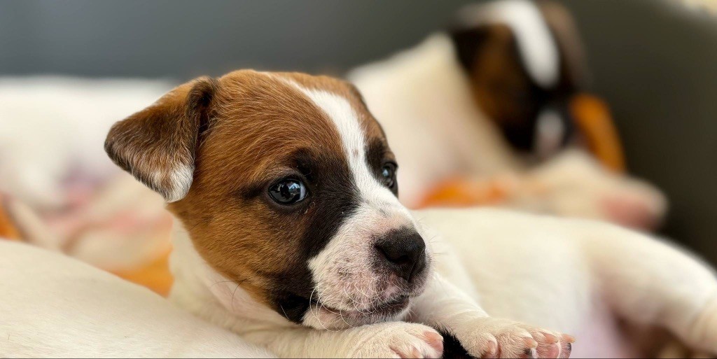 du Jardin des Zouilles du Fresne - Chiots disponibles - Jack Russell Terrier