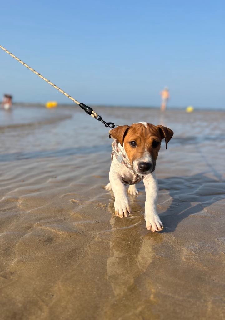 du Jardin des Zouilles du Fresne - Chiots disponibles - Jack Russell Terrier