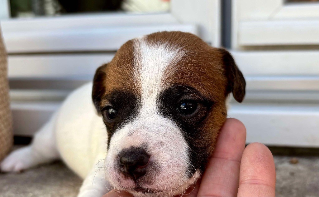 du Jardin des Zouilles du Fresne - Chiots disponibles - Jack Russell Terrier