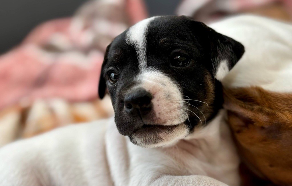 du Jardin des Zouilles du Fresne - Chiots disponibles - Jack Russell Terrier